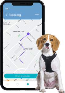 Dog Tracking 211x300